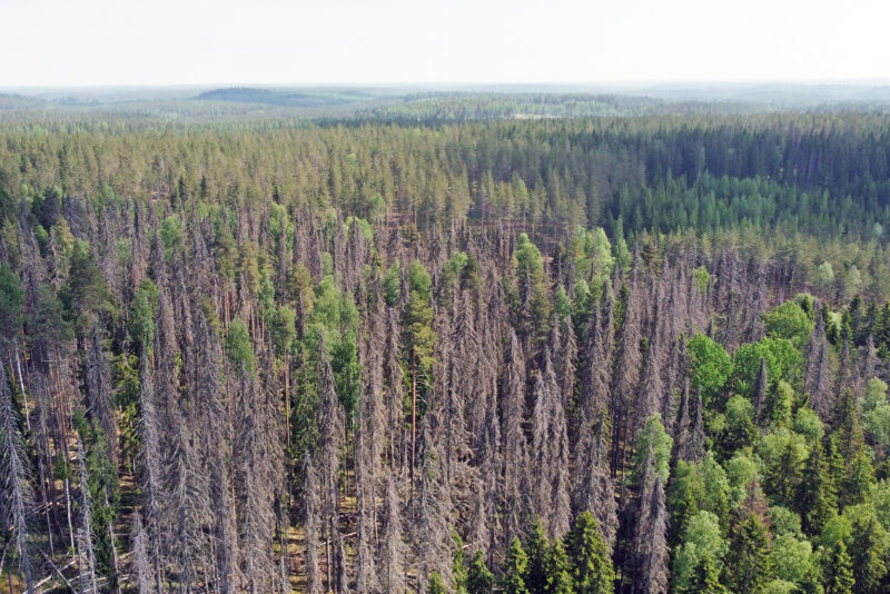 Spruce bark beetle damages in forest. Photo: Olli-Pekka Tikkanen