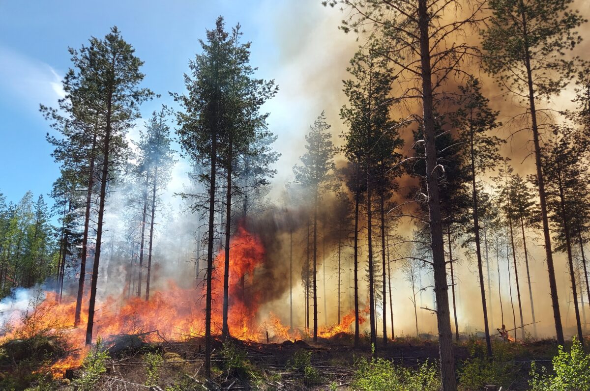 Prescribed burning in a forest with a lot of smoke and fire. Photo: Metsähallitus
