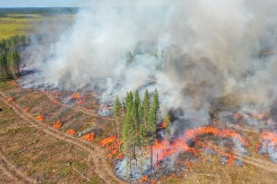 An area of prescribed burning, smoke, fire and a group of retention trees. Photo: Metsähallitus