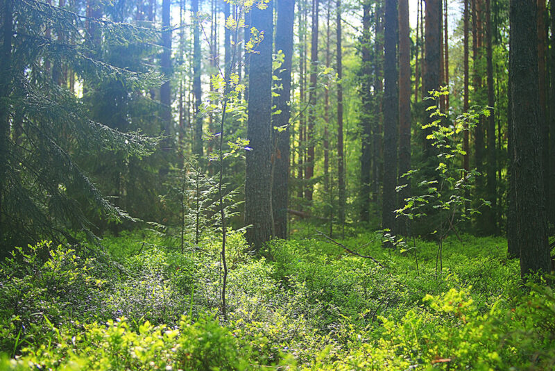 mixed forest