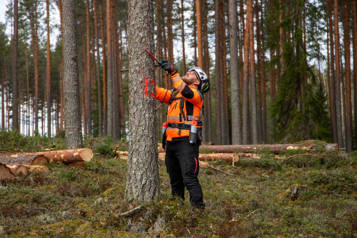 Mies mittaa metsässä männyn paksuutta ja soveltuvuutta sähköpylvääksi. Kuva: Scanpole Oy